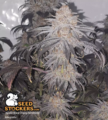 🪴 Apollo Black Cherry© | Feminizovaná semena marihuany | Objednej na Seedstockers.cz 🐿️