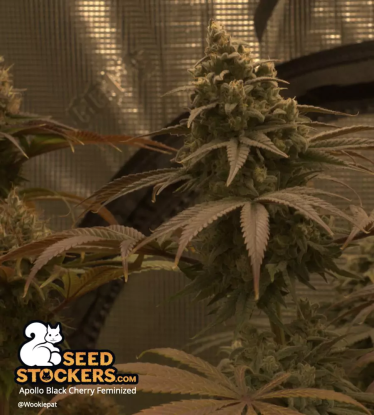 🪴 Apollo Black Cherry© | Feminizovaná semena marihuany | Objednej na Seedstockers.cz 🐿️