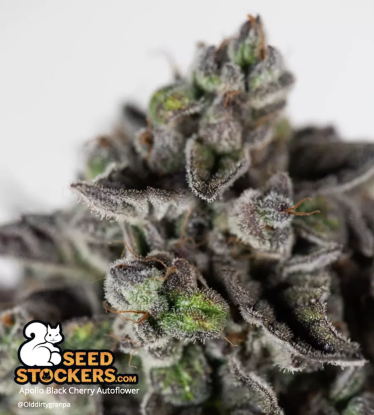 🪴 Apollo Black Cherry© | Samonakvétací semínka marihuany | Objednej na Seedstockers.cz 🐿️