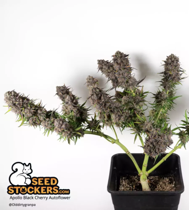 🪴 Apollo Black Cherry© | Samonakvétací semínka marihuany | Objednej na Seedstockers.cz 🐿️
