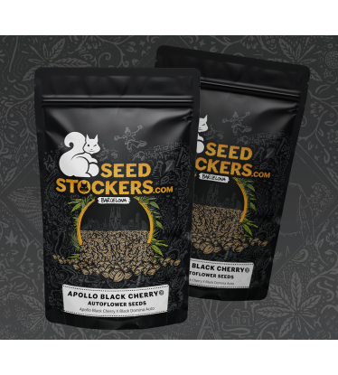 🪴 Apollo Black Cherry© | Samonakvétací semínka marihuany | Objednej na Seedstockers.cz 🐿️