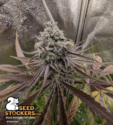 🪴 Black Rainbow© | Feminizovaná semena marihuany | Objednej na Seedstockers.cz 🐿️