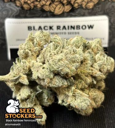 🪴 Black Rainbow© | Feminizovaná semena marihuany | Objednej na Seedstockers.cz 🐿️
