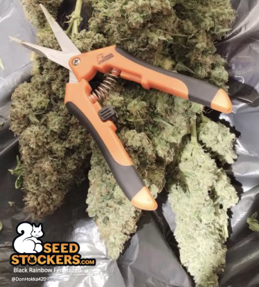 🪴 Black Rainbow© | Feminizovaná semena marihuany | Objednej na Seedstockers.cz 🐿️