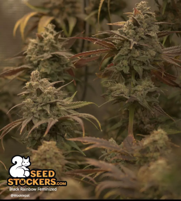 🪴 Black Rainbow© | Feminizovaná semena marihuany | Objednej na Seedstockers.cz 🐿️