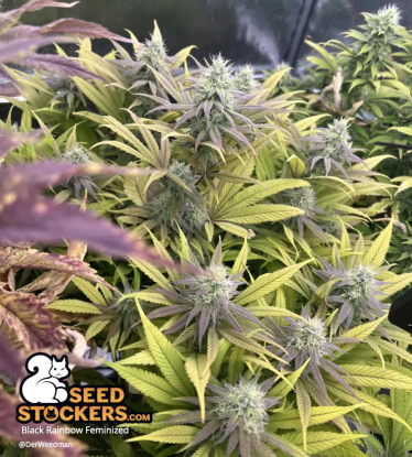 🪴 Black Rainbow© | Feminizovaná semena marihuany | Objednej na Seedstockers.cz 🐿️