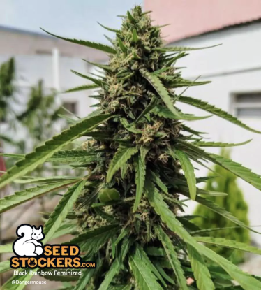 🪴 Black Rainbow© | Feminizovaná semena marihuany | Objednej na Seedstockers.cz 🐿️