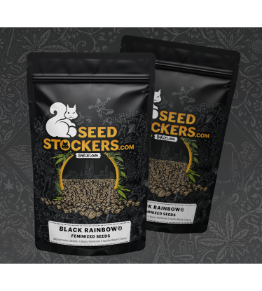 🪴 Black Rainbow© | Feminizovaná semena marihuany | Objednej na Seedstockers.cz 🐿️