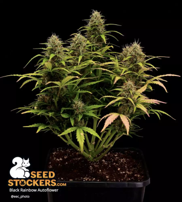 🪴 Black Rainbow© | Samonakvétací semínka marihuany | Objednej na Seedstockers.cz 🐿️