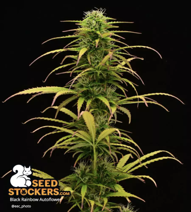 🪴 Black Rainbow© | Samonakvétací semínka marihuany | Objednej na Seedstockers.cz 🐿️