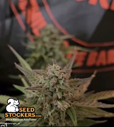 🪴 Black Rainbow© | Samonakvétací semínka marihuany | Objednej na Seedstockers.cz 🐿️