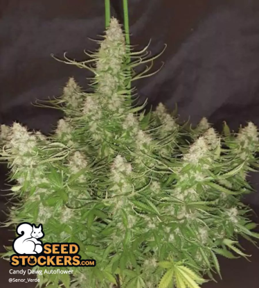 🪴 Candy Dawg© | Samonakvétací semínka marihuany | Objednej na Seedstockers.cz 🐿️