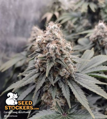 🪴 Candy Dawg© | Samonakvétací semínka marihuany | Objednej na Seedstockers.cz 🐿️