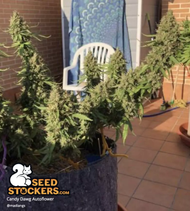 🪴 Candy Dawg© | Samonakvétací semínka marihuany | Objednej na Seedstockers.cz 🐿️
