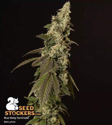 🪴 Blue Moby© | Feminizovaná semena marihuany | Objednej na Seedstockers.cz 🐿️