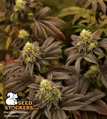 🪴 Blue Moby© | Feminizovaná semena marihuany | Objednej na Seedstockers.cz 🐿️