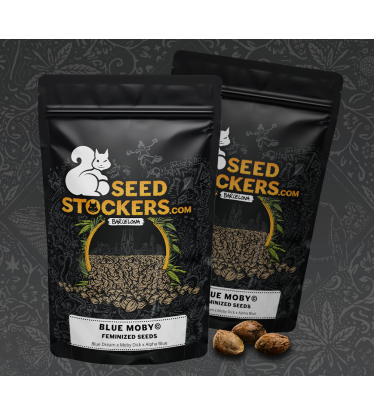 🪴 Blue Moby© | Feminizovaná semena marihuany | Objednej na Seedstockers.cz 🐿️