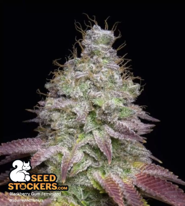 🪴 Blackberry Gum© | Feminizovaná semena marihuany | Objednej na Seedstockers.cz 🐿️
