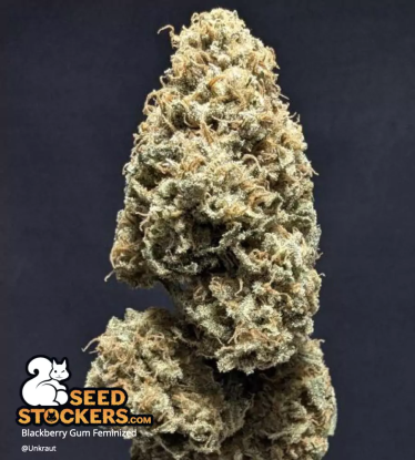 🪴 Blackberry Gum© | Feminizovaná semena marihuany | Objednej na Seedstockers.cz 🐿️