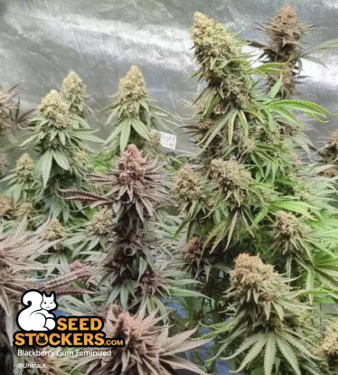 🪴 Blackberry Gum© | Feminizovaná semena marihuany | Objednej na Seedstockers.cz 🐿️