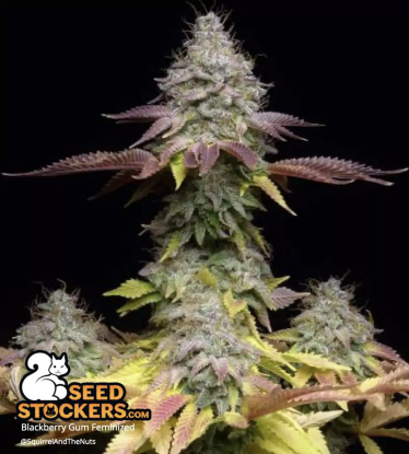 🪴 Blackberry Gum© | Feminizovaná semena marihuany | Objednej na Seedstockers.cz 🐿️