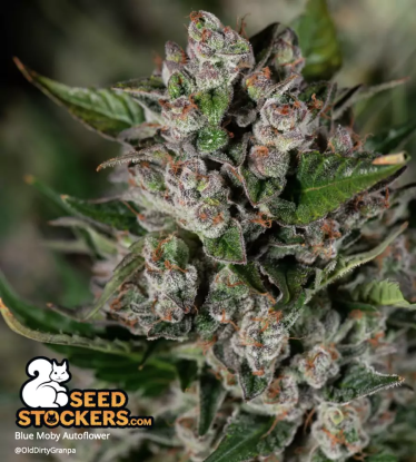 🪴 Blue Moby© | Samonakvétací semínka marihuany | Objednej na Seedstockers.cz 🐿️
