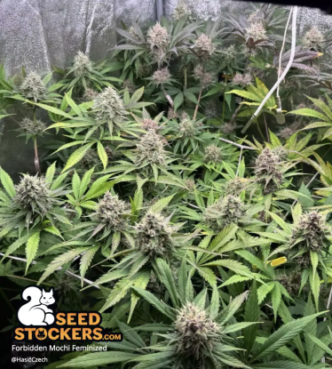 🪴 Forbidden Mochi© | Feminizovaná semena marihuany | Objednej na Seedstockers.cz 🐿️