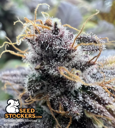 🪴 Forbidden Mochi© | Feminizovaná semena marihuany | Objednej na Seedstockers.cz 🐿️