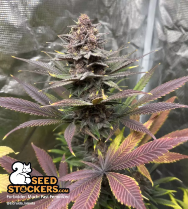 🪴 Forbidden Mochi© Fast | Feminizovaná semena marihuany | Objednej na Seedstockers.cz 🐿️