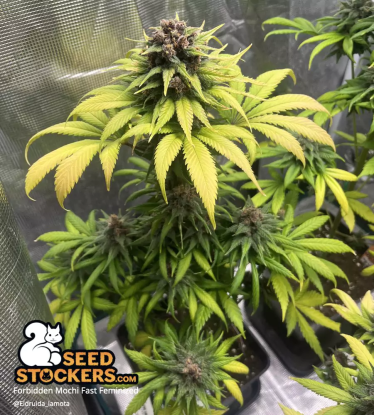 🪴 Forbidden Mochi© Fast | Feminizovaná semena marihuany | Objednej na Seedstockers.cz 🐿️