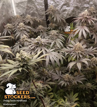 🪴 Frosty Tooth© | Feminizovaná semena marihuany | Objednej na Seedstockers.cz 🐿️