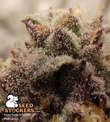 🪴 Frosty Tooth© | Feminizovaná semena marihuany | Objednej na Seedstockers.cz 🐿️