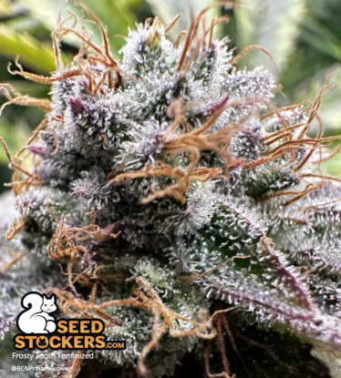 🪴 Frosty Tooth© | Feminizovaná semena marihuany | Objednej na Seedstockers.cz 🐿️