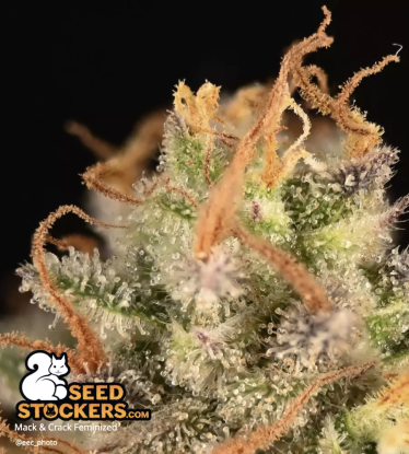 🪴 Mack and Crack© | Feminizovaná semena marihuany | Objednej na Seedstockers.cz 🐿️