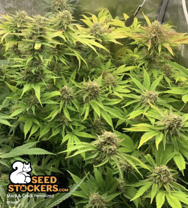 🪴 Mack and Crack© | Feminizovaná semena marihuany | Objednej na Seedstockers.cz 🐿️