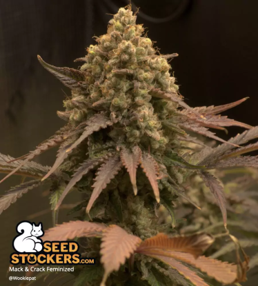 🪴 Mack and Crack© | Feminizovaná semena marihuany | Objednej na Seedstockers.cz 🐿️