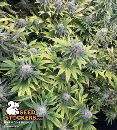 🪴 Mack and Crack© | Feminizovaná semena marihuany | Objednej na Seedstockers.cz 🐿️