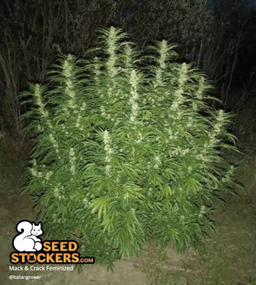 🪴 Mack and Crack© | Feminizovaná semena marihuany | Objednej na Seedstockers.cz 🐿️