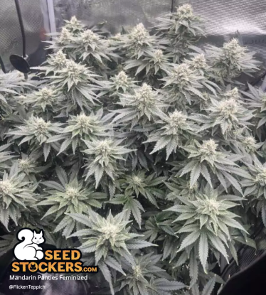 🪴 Mandarin Panties© | Feminizovaná semena marihuany | Objednej na Seedstockers.cz 🐿️