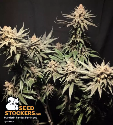 🪴 Mandarin Panties© | Feminizovaná semena marihuany | Objednej na Seedstockers.cz 🐿️