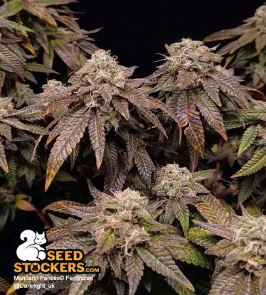 🪴 Mandarin Panties© | Feminizovaná semena marihuany | Objednej na Seedstockers.cz 🐿️