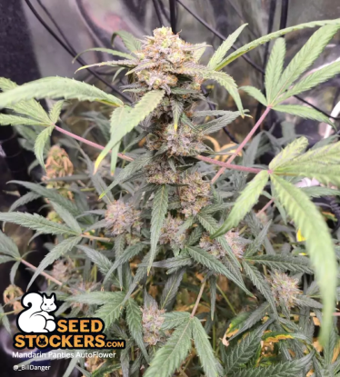 🪴 Mandarin Panties© | Samonakvétací semínka marihuany | Objednej na Seedstockers.cz 🐿️