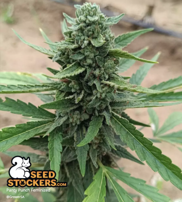 🪴 Panty Punch© | Feminizovaná semena marihuany | Objednej na Seedstockers.cz 🐿️