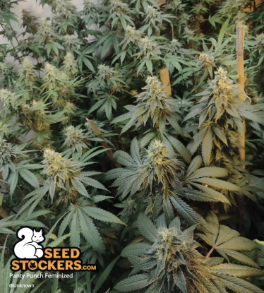 🪴 Panty Punch© | Feminizovaná semena marihuany | Objednej na Seedstockers.cz 🐿️