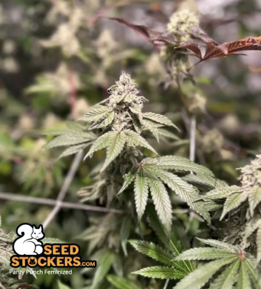 🪴 Panty Punch© | Feminizovaná semena marihuany | Objednej na Seedstockers.cz 🐿️