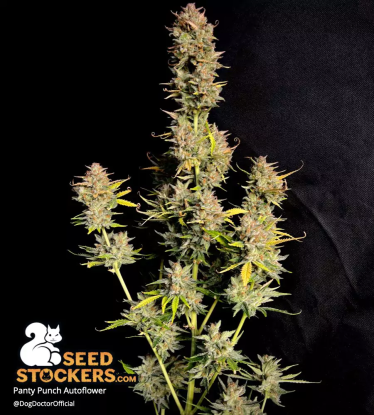 🪴 Panty Punch© | Samonakvétací semínka marihuany | Objednej na Seedstockers.cz 🐿️