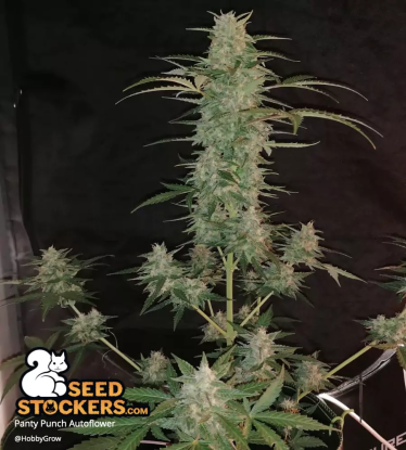 🪴 Panty Punch© | Samonakvétací semínka marihuany | Objednej na Seedstockers.cz 🐿️