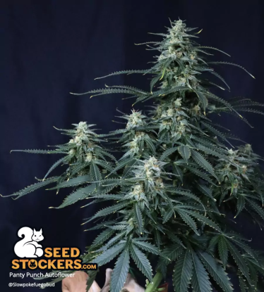 🪴 Panty Punch© | Samonakvétací semínka marihuany | Objednej na Seedstockers.cz 🐿️