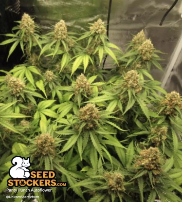 🪴 Panty Punch© | Samonakvétací semínka marihuany | Objednej na Seedstockers.cz 🐿️