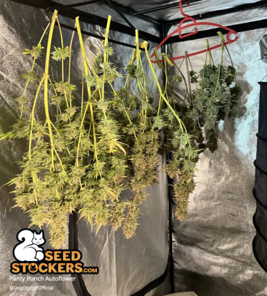 🪴 Panty Punch© | Samonakvétací semínka marihuany | Objednej na Seedstockers.cz 🐿️